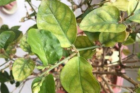 春天茉莉叶子发黄的原因