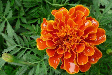 孔雀草怎么浇水