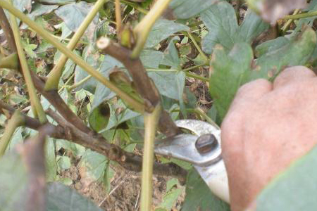 春天怎么嫁接牡丹