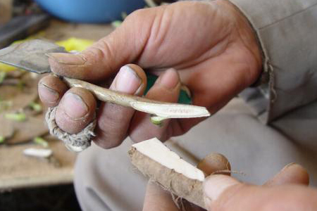 春天怎么嫁接牡丹