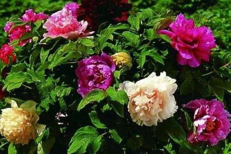 春天怎么嫁接牡丹