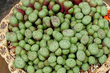 肉锥春天怎么种植