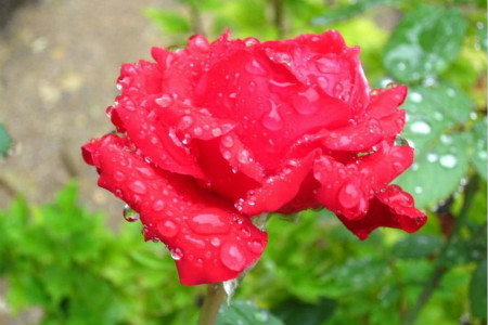 地栽月季春天能施肥吗