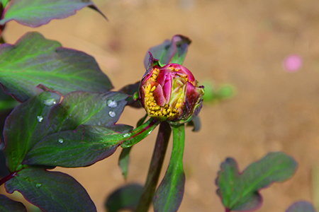 春天栽的牡丹不开花吗