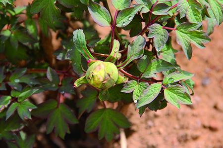 春天栽的牡丹不开花吗