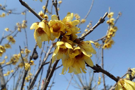 春天的腊梅怎么管理