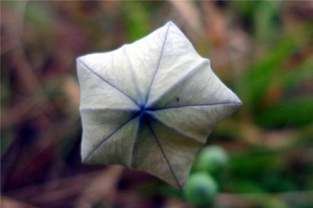 桔梗的养殖方法