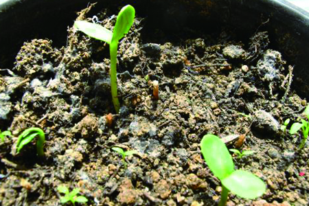 幼苗仙客来春天怎么种植