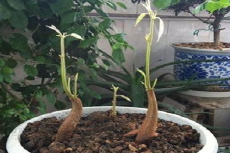 桔梗的养殖方法