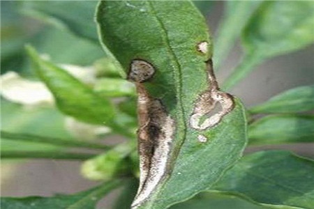 桔梗的养殖方法