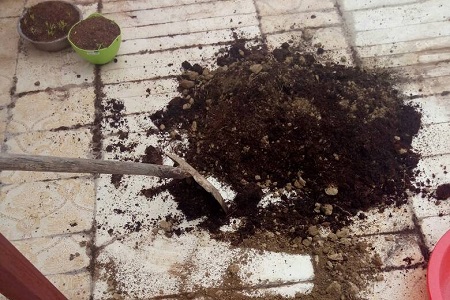 桔梗的养殖方法