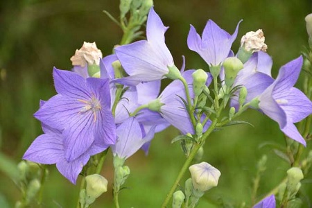 桔梗的养殖方法