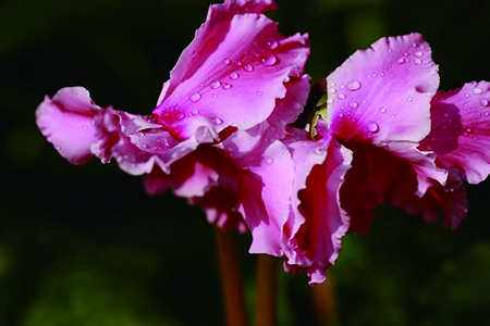 幼苗仙客来春天怎么种植