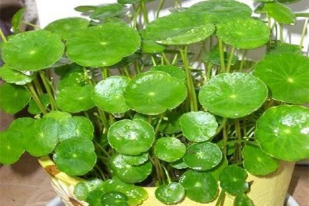 镜面草的养殖方法