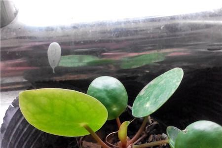 镜面草的养殖方法