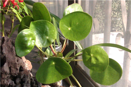 镜面草的养殖方法