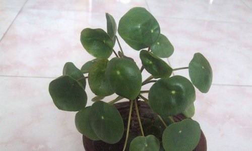 镜面草的养殖方法