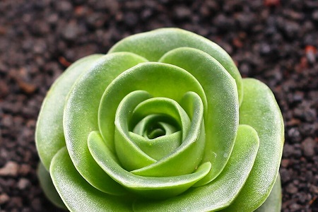 山地玫瑰春天叶子闭拢正常吗