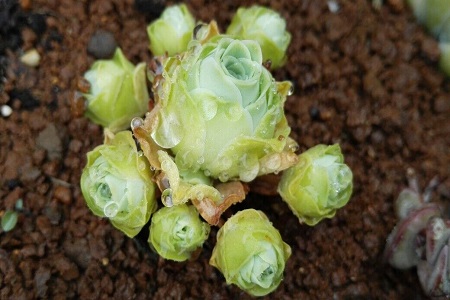 山地玫瑰春天叶子闭拢正常吗