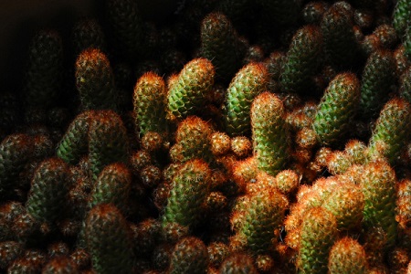 金手指的养殖方法