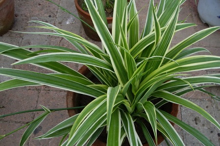 金边吊兰的养殖方法