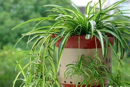 金边吊兰的养殖方法