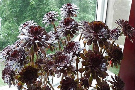 黑法师春天怎么浇水