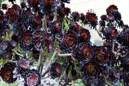 黑法师春天怎么浇水