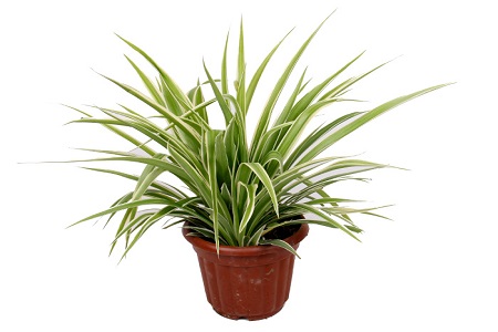 金边吊兰的养殖方法