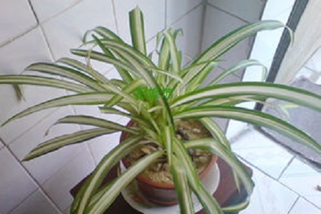 金边吊兰的养殖方法