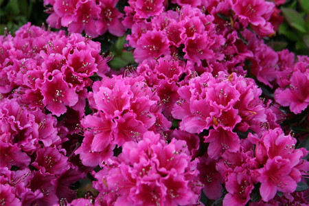 杜鹃花春天开花吗