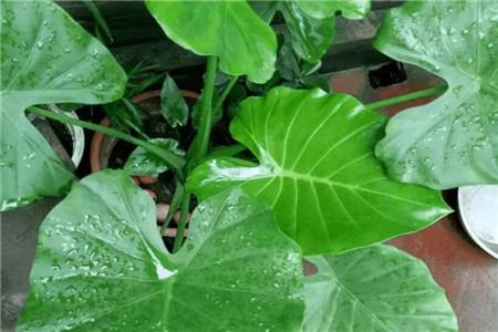 滴水观音春天要施肥吗