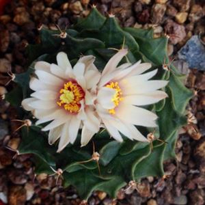 帝冠春天怎么管理