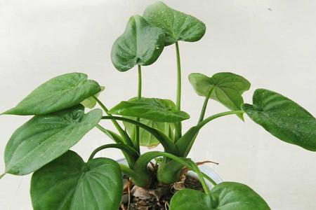 滴水观音春天要施肥吗