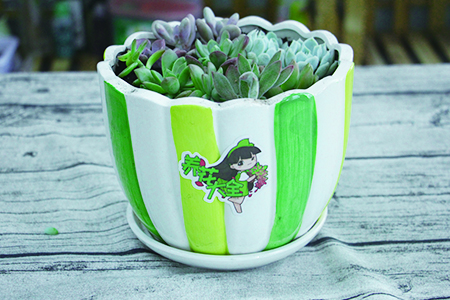 春天风大多肉怎么种植