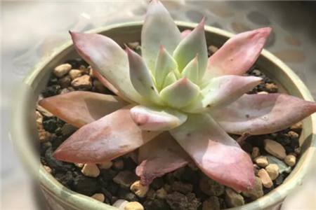 春天风大多肉怎么种植