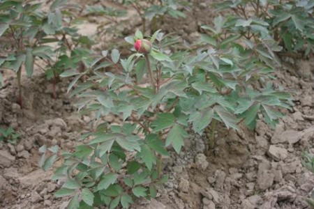 春天栽的牡丹可以成活吗,怎么样栽能成活?