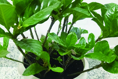 栀子花春天能剪枝吗