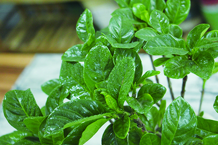 栀子花春天能剪枝吗