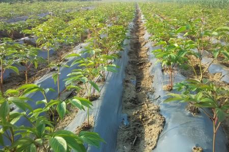 春天栽的牡丹可以成活吗,怎么样栽能成活?