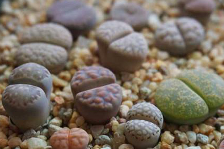 生石花春天多长浇水