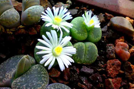生石花春天多长浇水