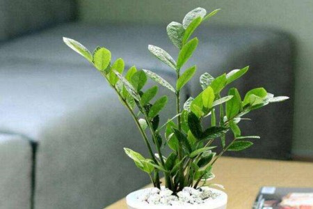 金钱树春天怎么种植