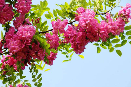 春天红花槐施肥的需要求