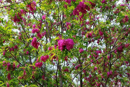 春天红花槐施肥的需要求