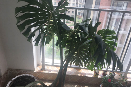 龟背竹叶子直不起来,耷拉着解决办法?