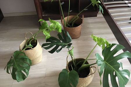 龟背竹叶子直不起来,耷拉着解决办法?