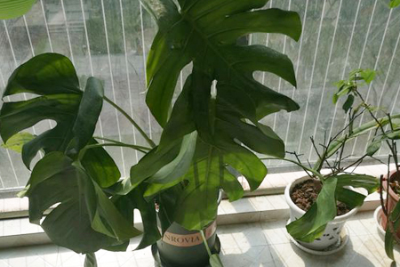 龟背竹叶子直不起来,耷拉着解决办法?