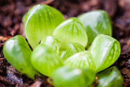 多肉植物的春季养护方法