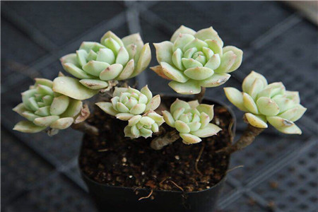 多肉植物的春季养护方法